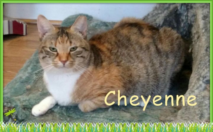 Cheyenne 4