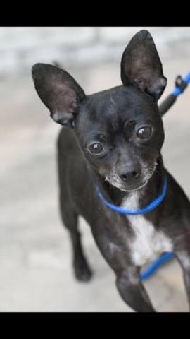 Vader, an adoptable Rat Terrier, Miniature Pinscher in Huntington Beach, CA, 92647 | Photo Image 3