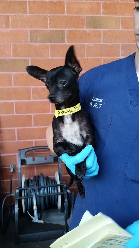 Vader, an adoptable Rat Terrier, Miniature Pinscher in Huntington Beach, CA, 92647 | Photo Image 4