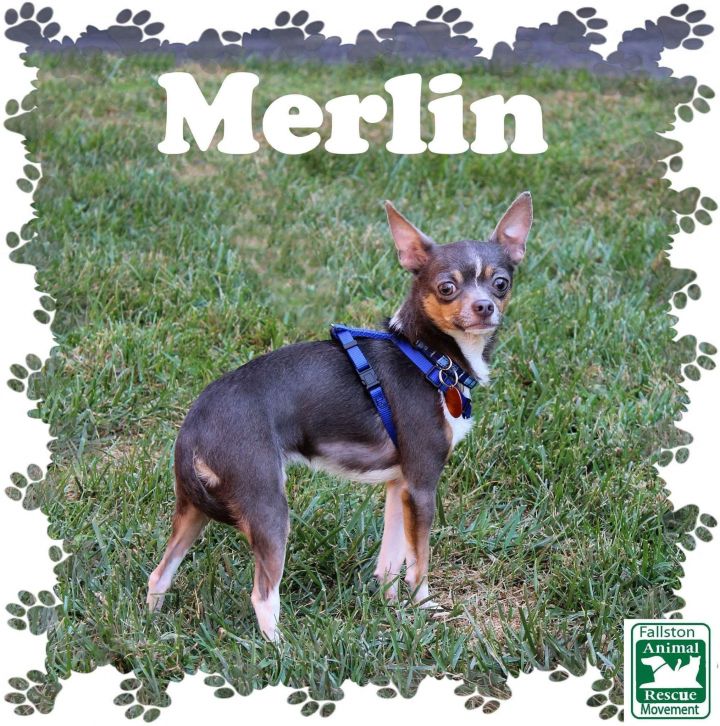 Dog For Adoption Merlin A Chihuahua Mix In Fallston Md Petfinder