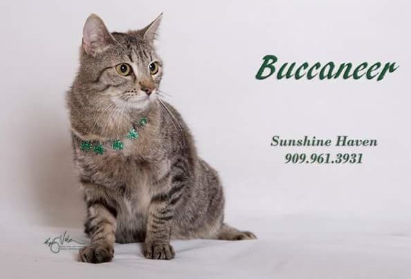 Buccaneer, an adoptable Domestic Short Hair & Tabby Mix in Riverside, CA_image-1