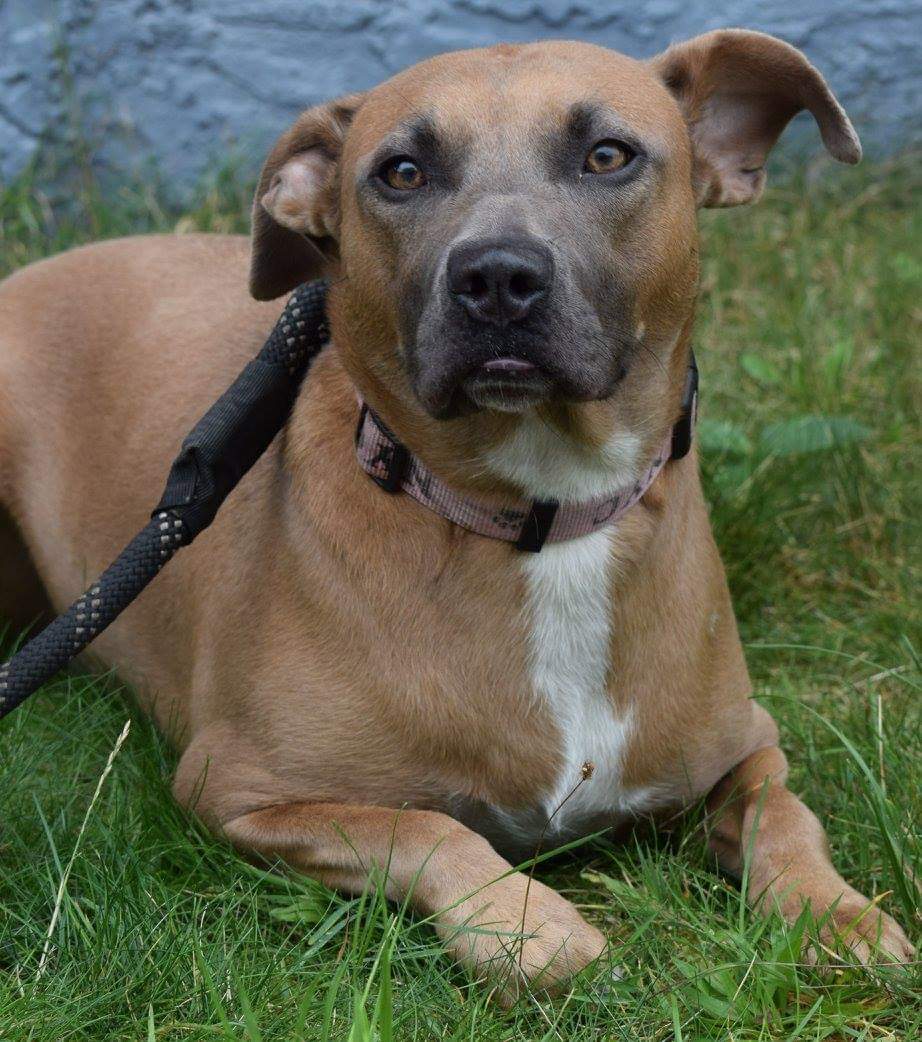 Mella, an adoptable Pit Bull Terrier in Far Rockaway, NY, 11691 | Photo Image 1