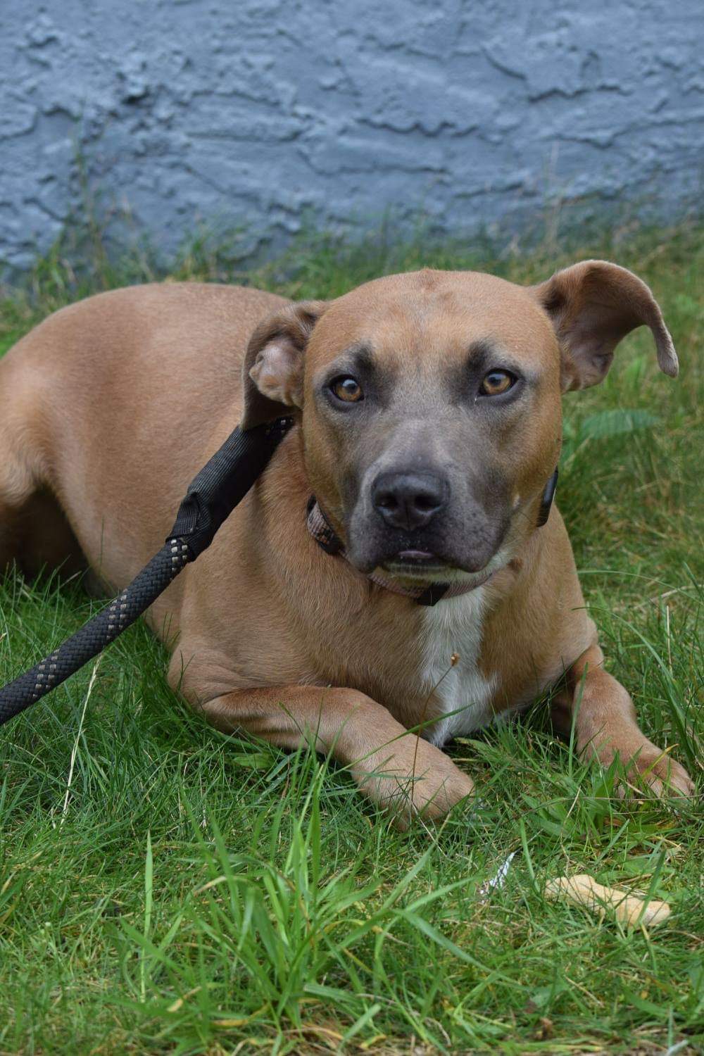 Mella, an adoptable Pit Bull Terrier in Far Rockaway, NY, 11691 | Photo Image 4