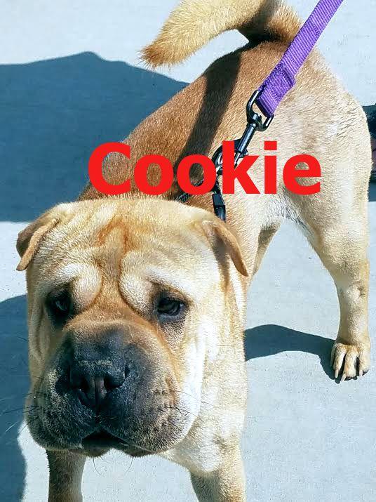 Cookie 2