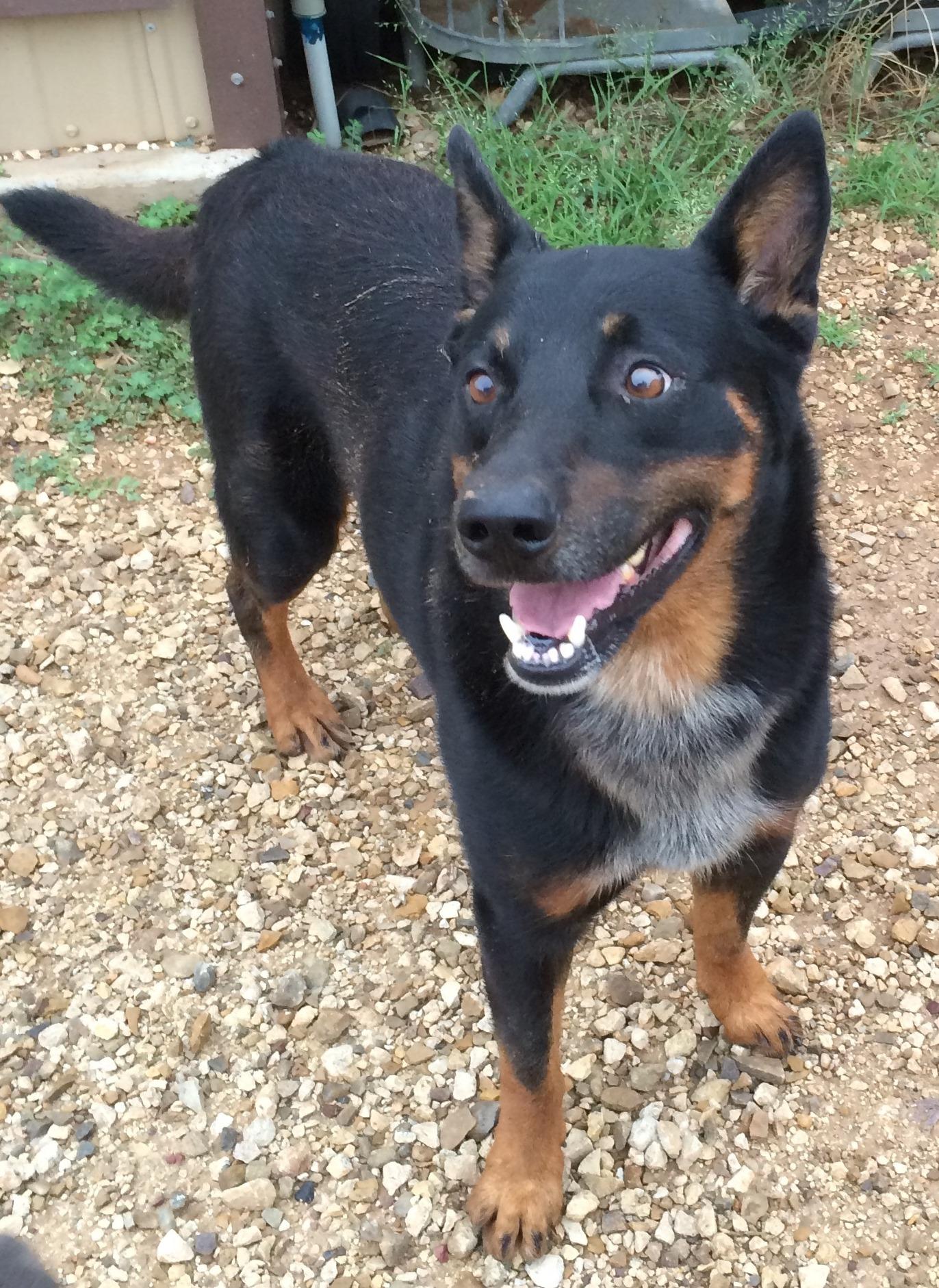 Rob, an adoptable German Shepherd Dog, Cattle Dog in Post, TX, 79356 | Photo Image 1