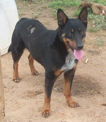 Rob, an adoptable German Shepherd Dog, Cattle Dog in Post, TX, 79356 | Photo Image 2