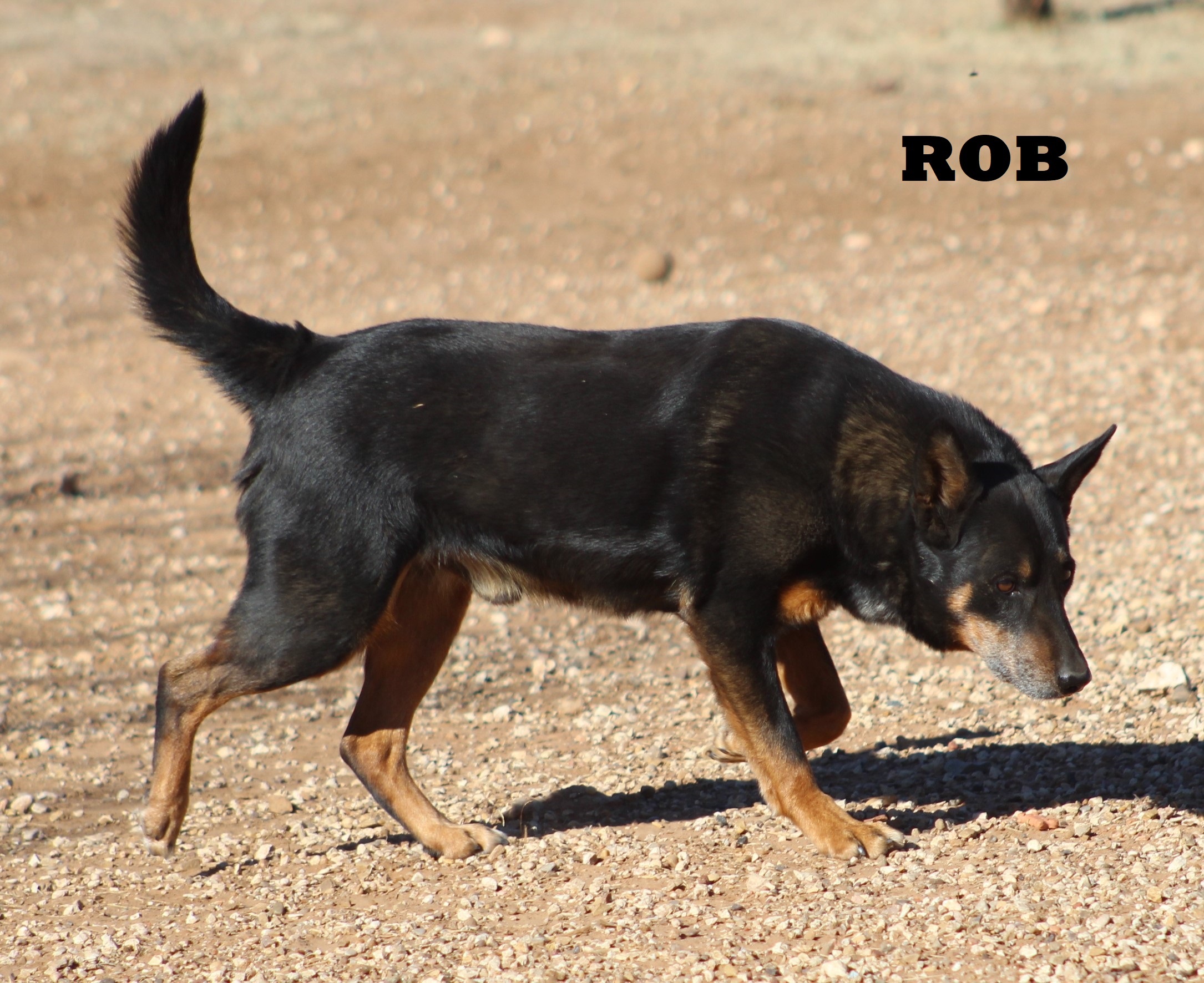 Rob, an adoptable German Shepherd Dog, Cattle Dog in Post, TX, 79356 | Photo Image 3
