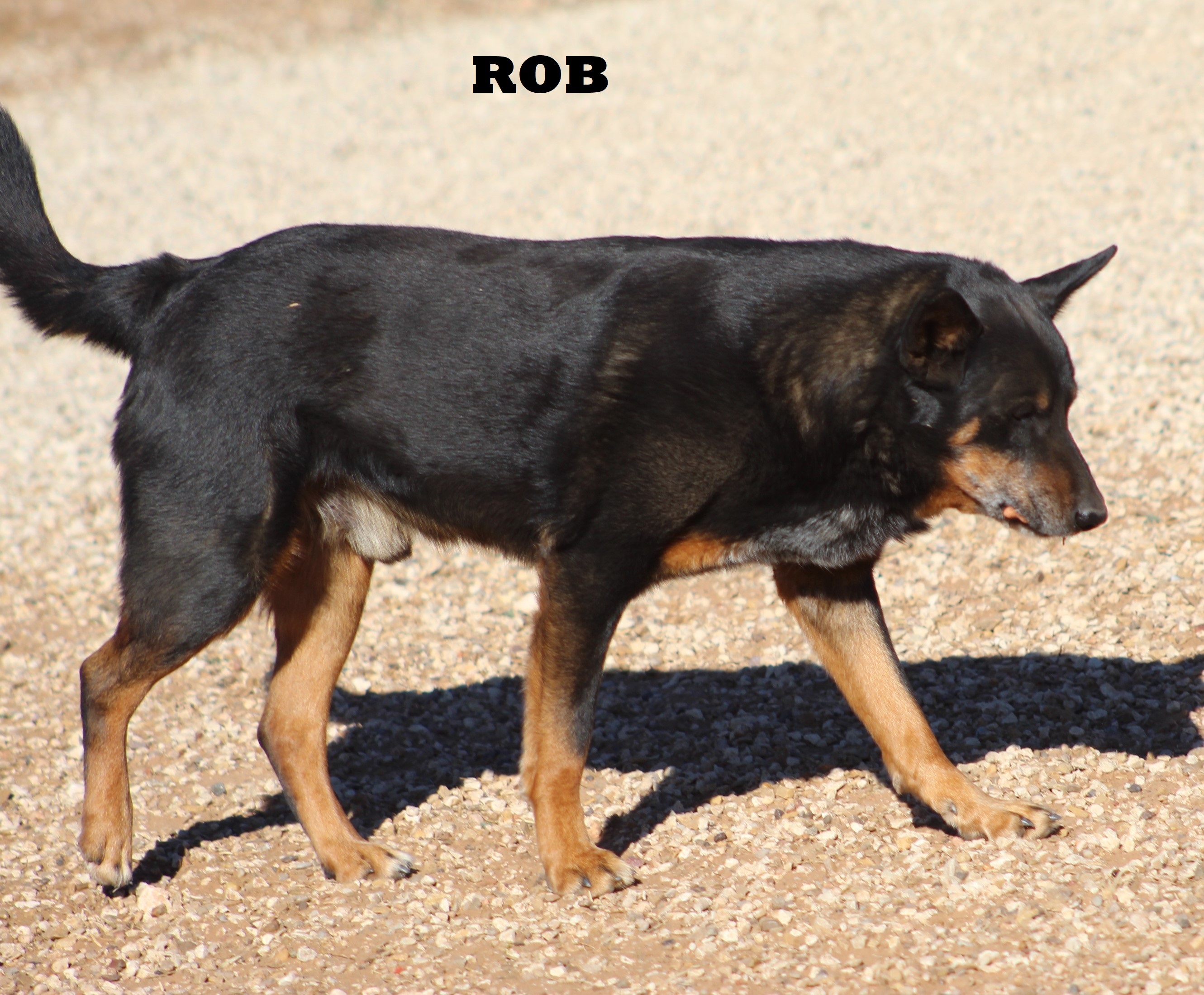 Rob, an adoptable German Shepherd Dog, Cattle Dog in Post, TX, 79356 | Photo Image 4