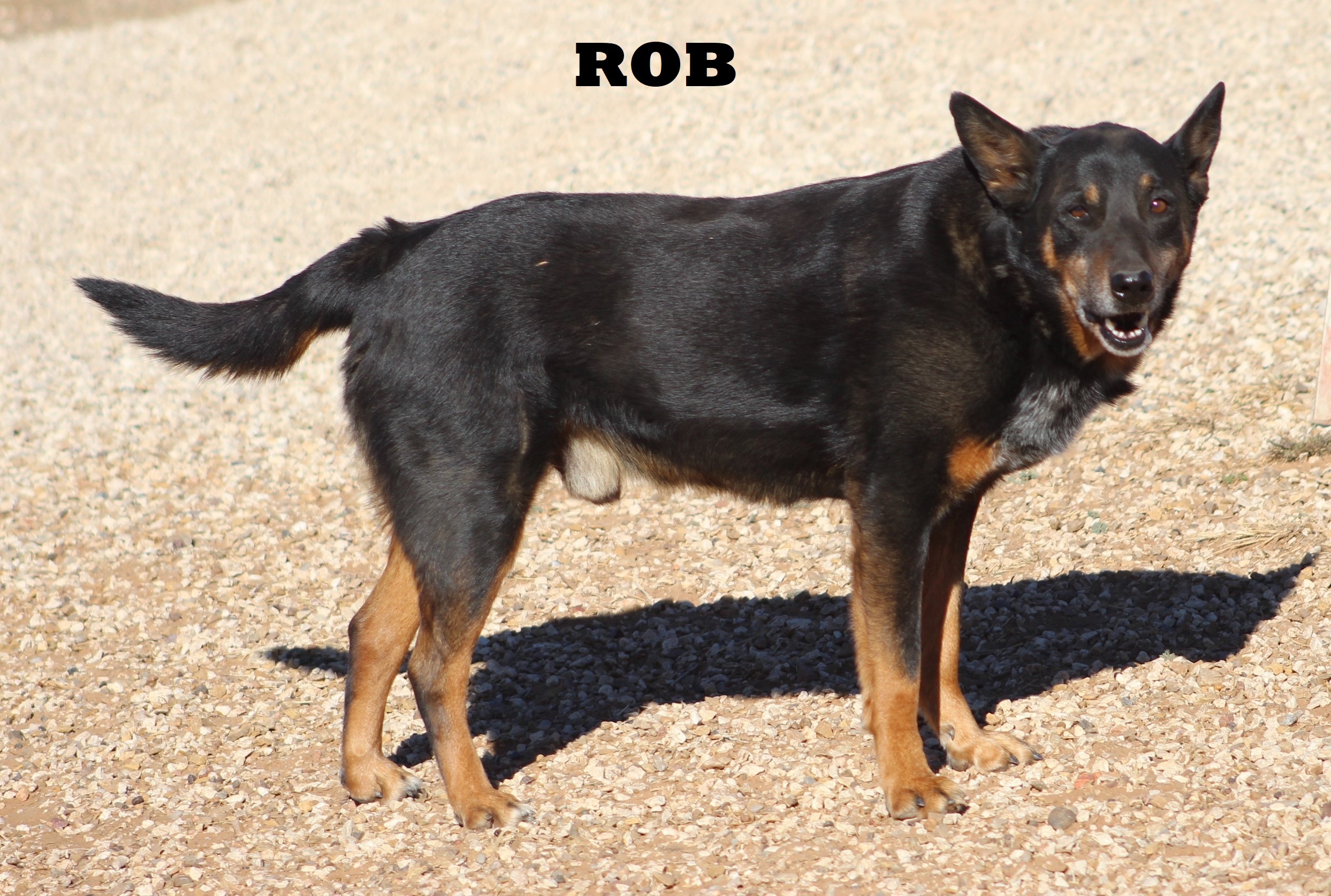 Rob, an adoptable German Shepherd Dog, Cattle Dog in Post, TX, 79356 | Photo Image 5