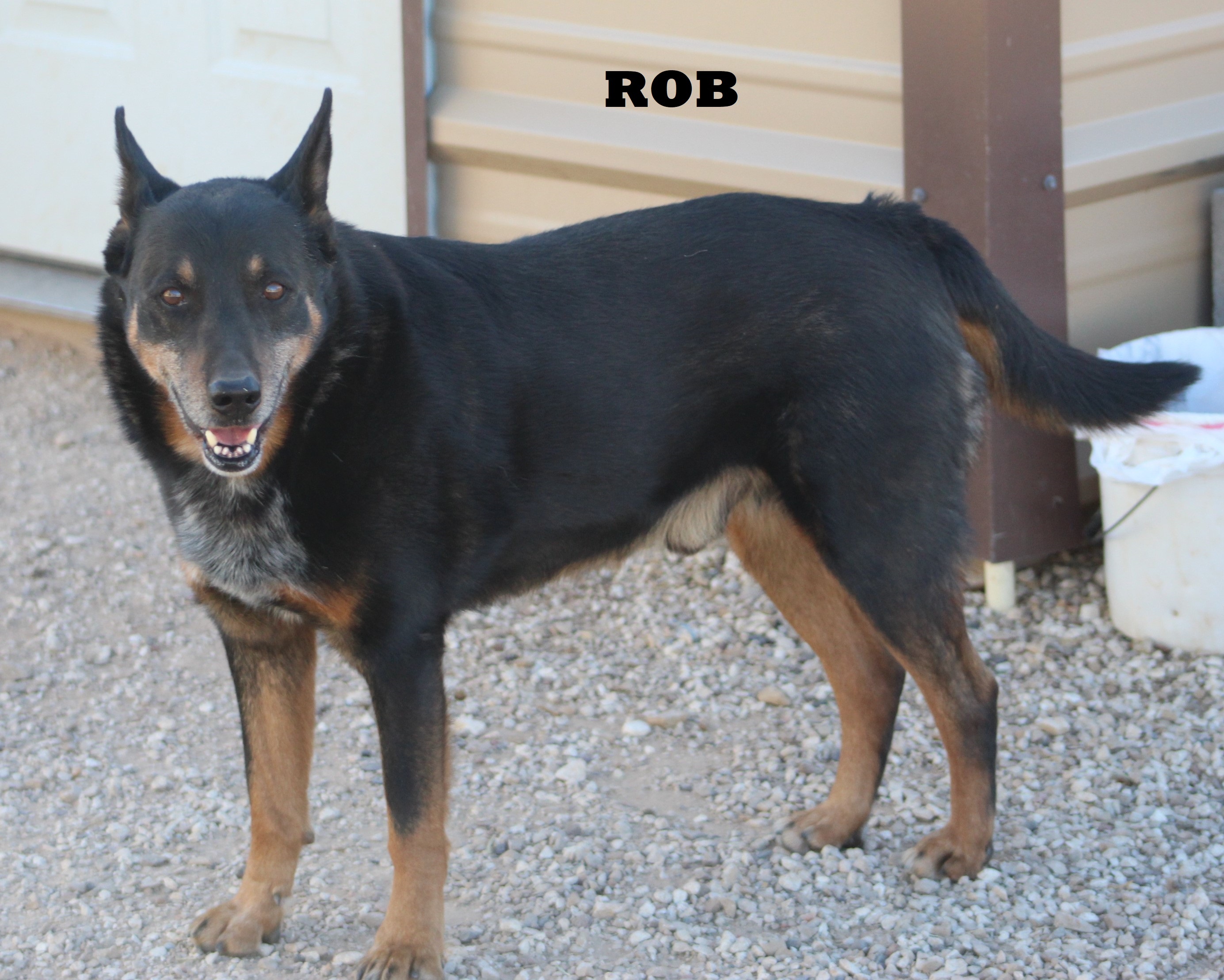 Rob, an adoptable German Shepherd Dog, Cattle Dog in Post, TX, 79356 | Photo Image 6