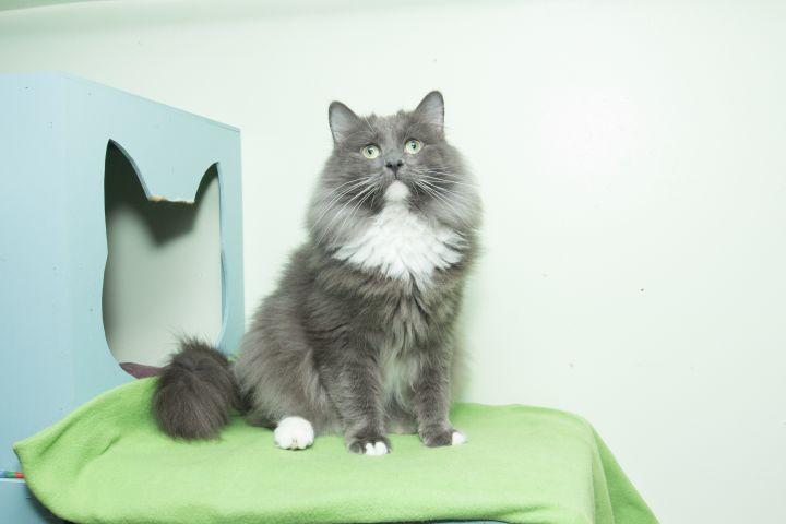 Raja, an adoptable Maine Coon in Chicago, IL_image-2
