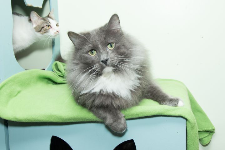 Raja, an adoptable Maine Coon in Chicago, IL_image-3