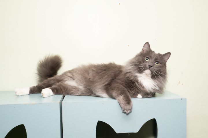 Raja, an adoptable Maine Coon in Chicago, IL_image-4