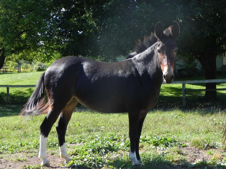 Sugar Rae, an adoptable Mule in Woodstock, IL_image-1