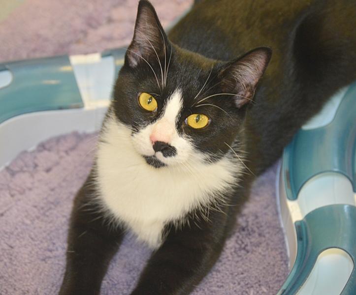 Frida, an adoptable Domestic Short Hair in San Leon, TX, 77565 | Photo Image 1