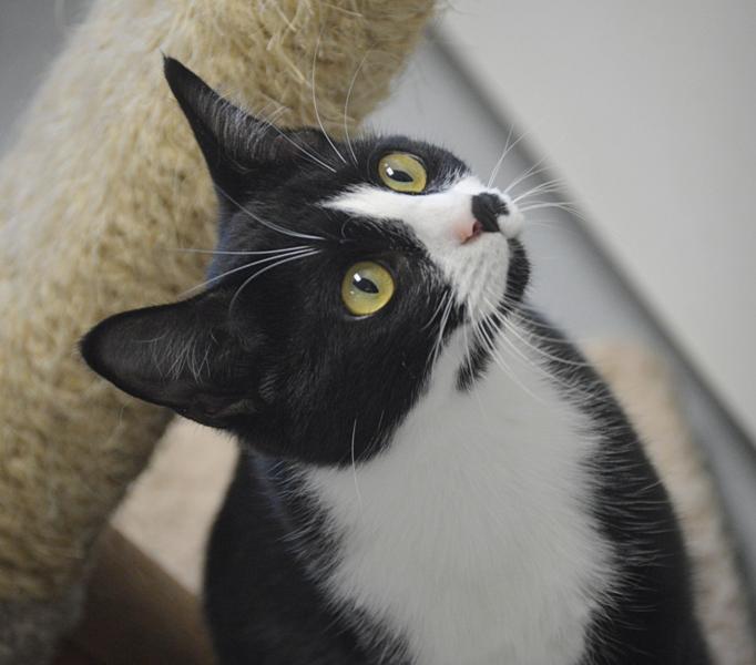 Frida, an adoptable Domestic Short Hair in San Leon, TX, 77565 | Photo Image 3