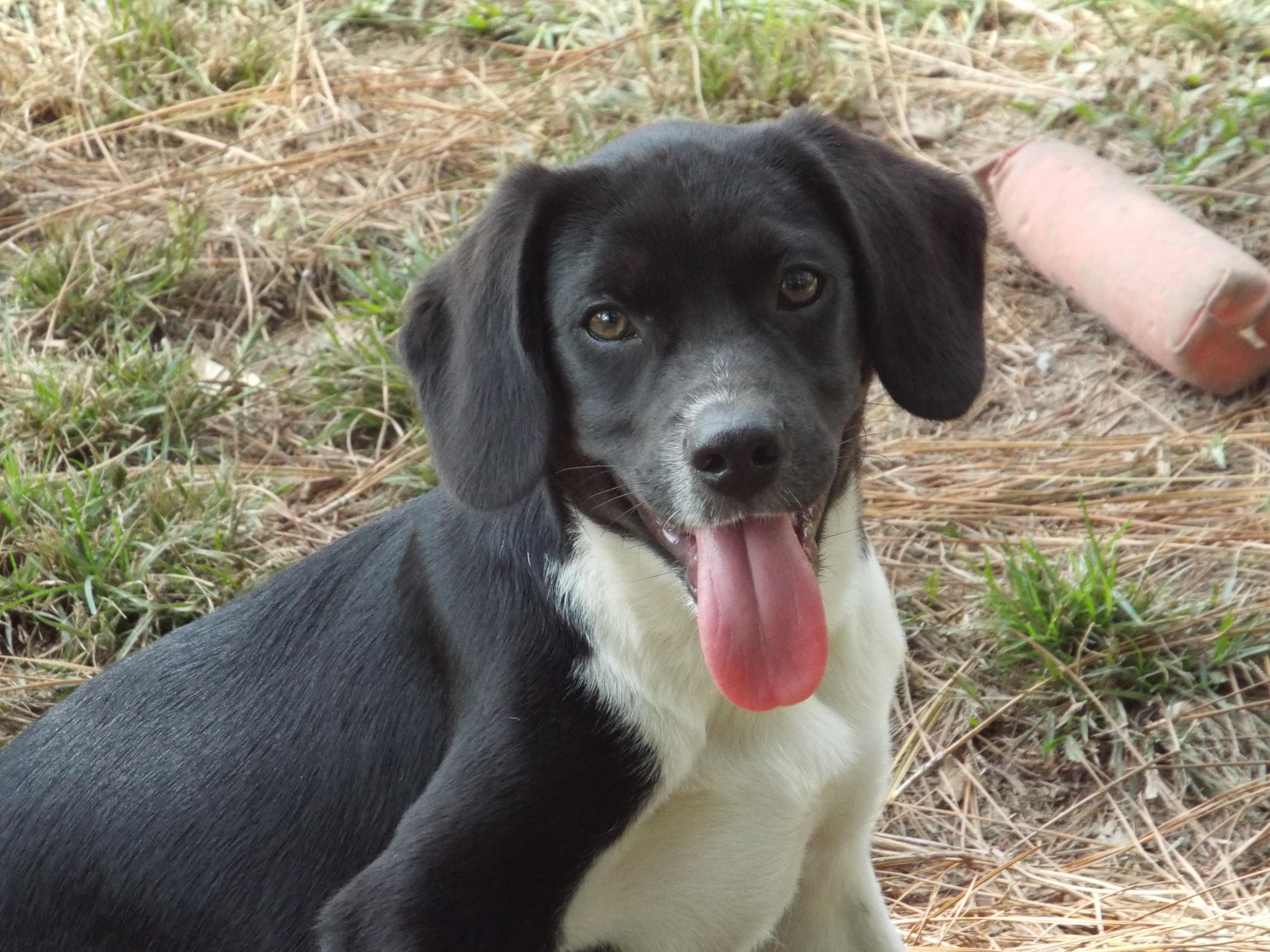 Scoop kna Charlie is in Maine!, an adoptable Border Collie, Beagle in Standish, ME, 04084 | Photo Image 2