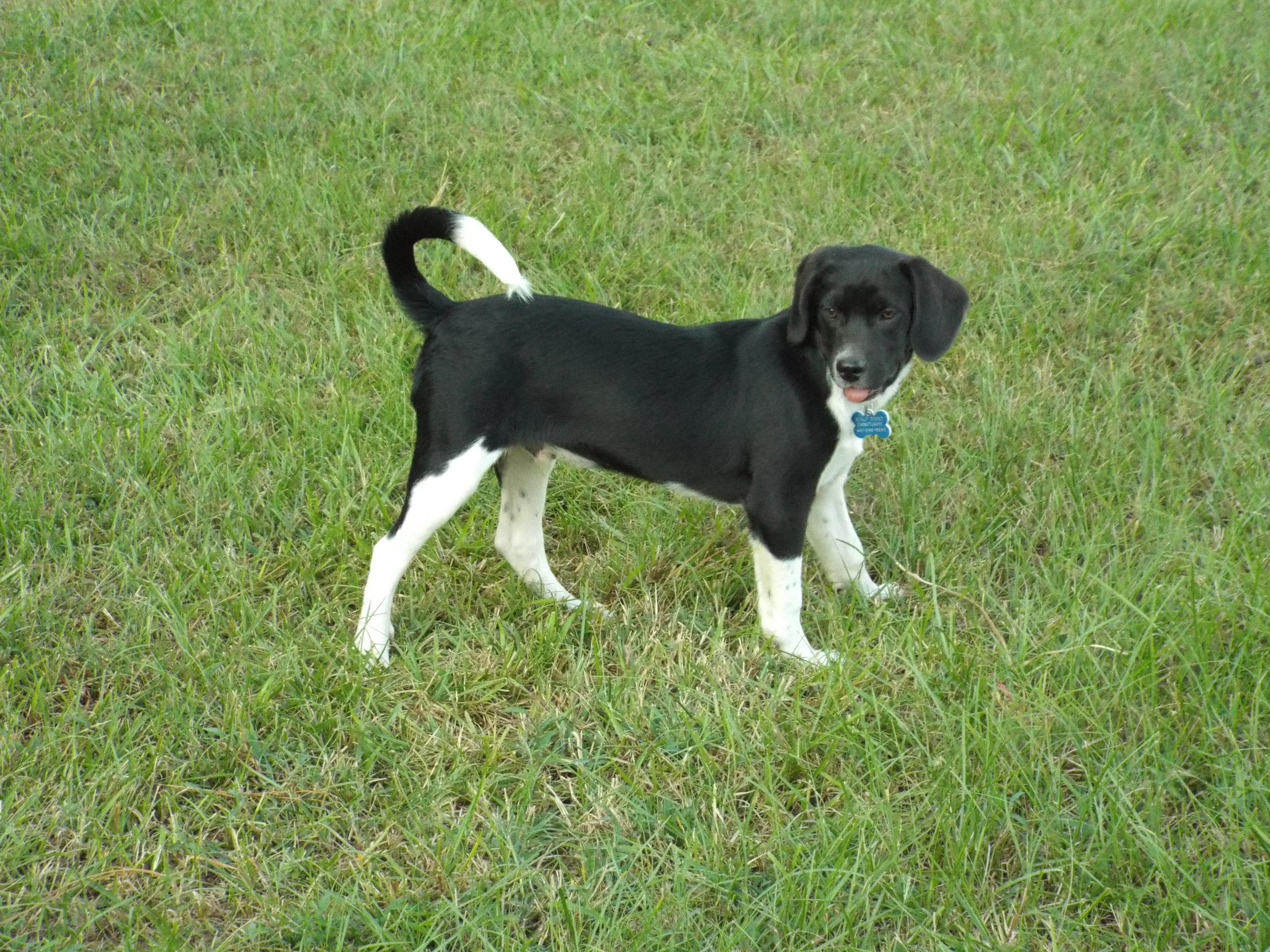 Scoop kna Charlie is in Maine!, an adoptable Border Collie, Beagle in Standish, ME, 04084 | Photo Image 6