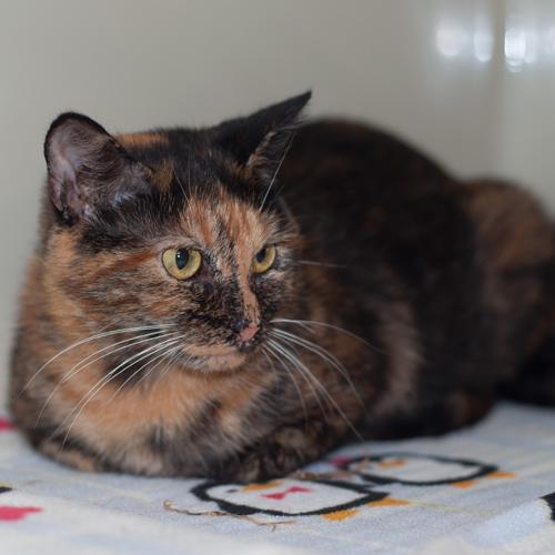 Mayble, an adoptable Tortoiseshell & Domestic Short Hair Mix in New Martinsville, WV_image-2