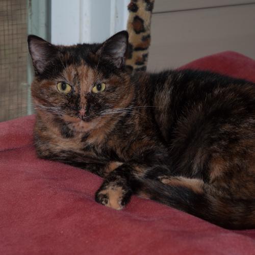 Mayble, an adoptable Tortoiseshell, Domestic Short Hair in New Martinsville, WV, 26155 | Photo Image 1