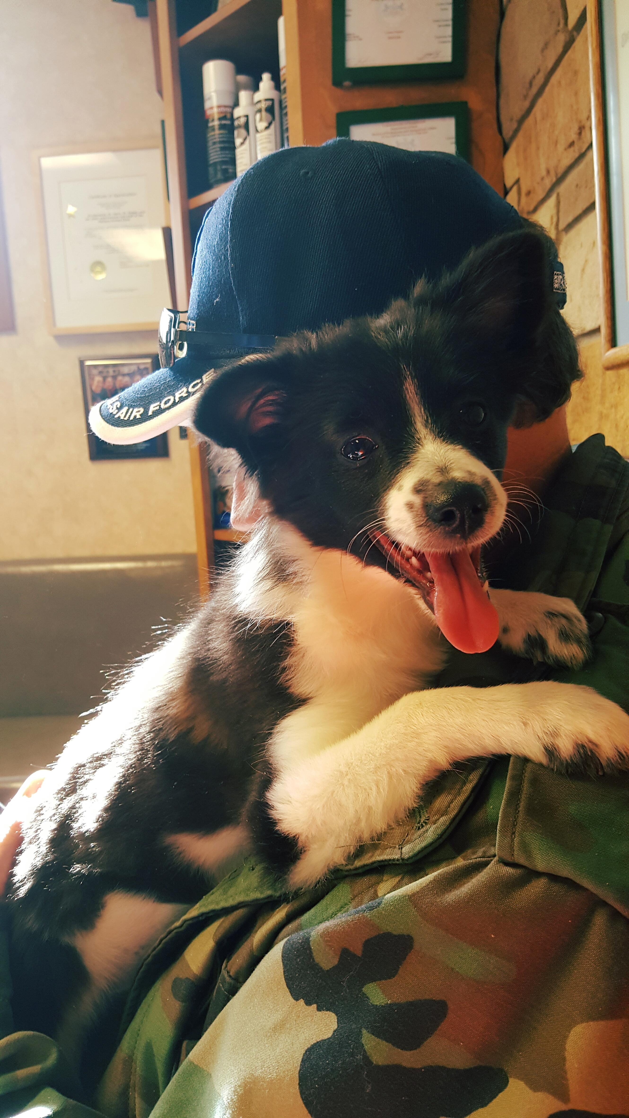 Allie, an adoptable Pomeranian, Chihuahua in Elizabethtown, PA, 17022 | Photo Image 1