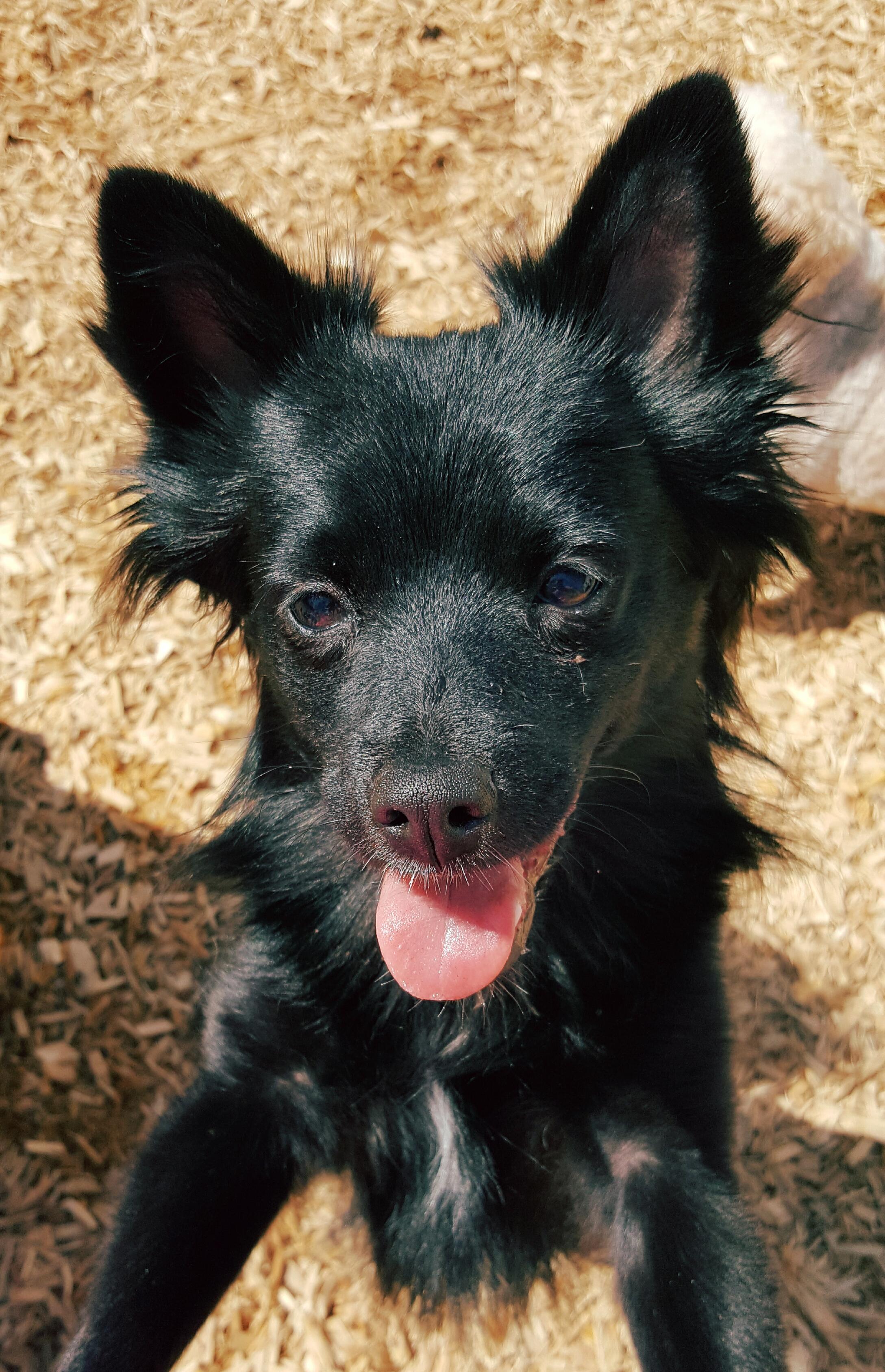 Dog adoption - Simone, a Pomeranian & Chihuahua Mix PA | Petfinder