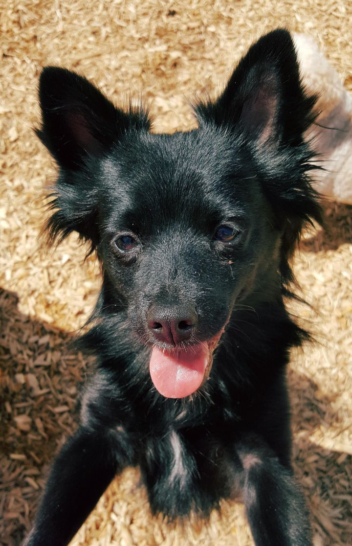 Chihuahua pomeranian cheap mix black