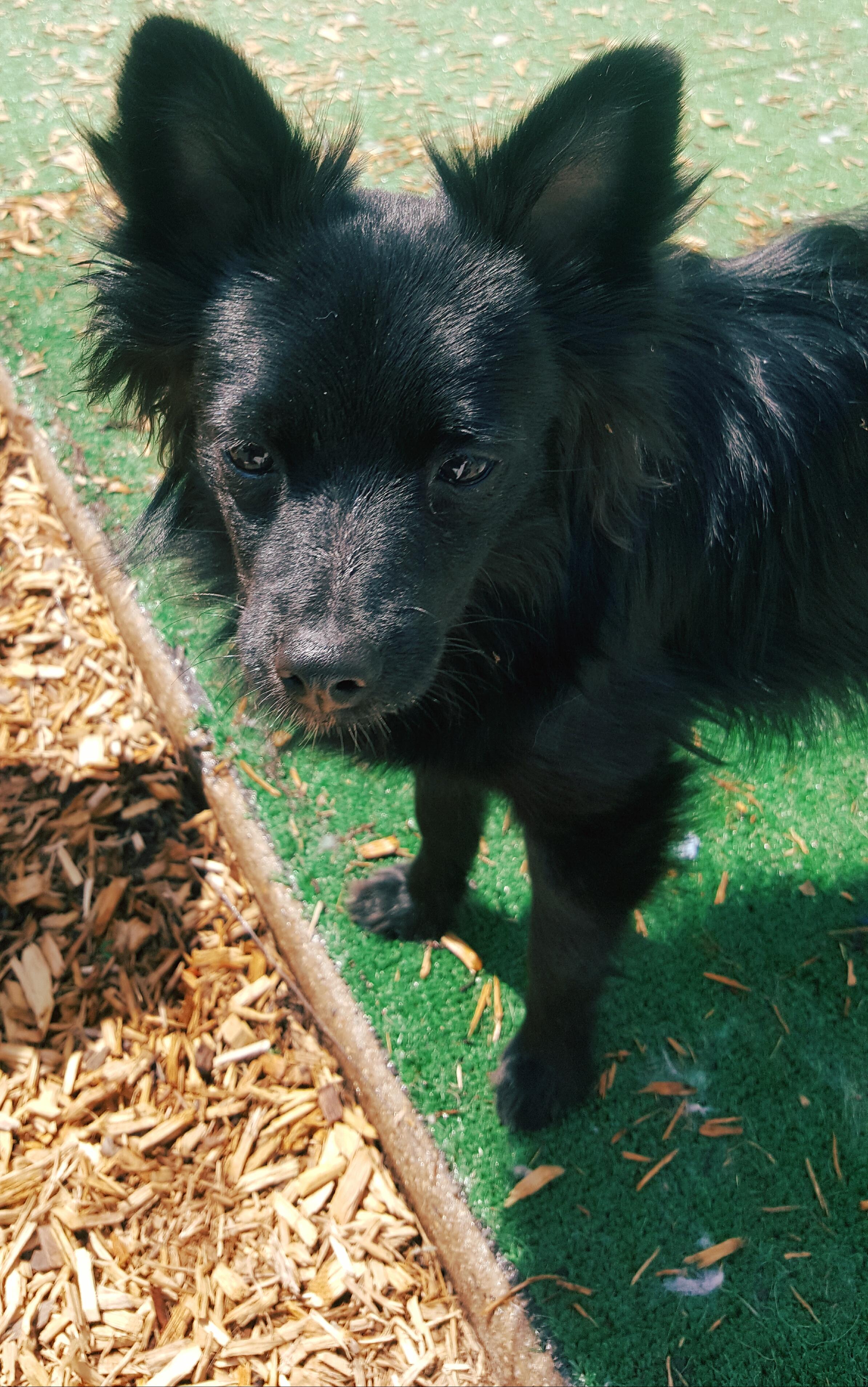 Simone, an adoptable Pomeranian, Chihuahua in Elizabethtown, PA, 17022 | Photo Image 2