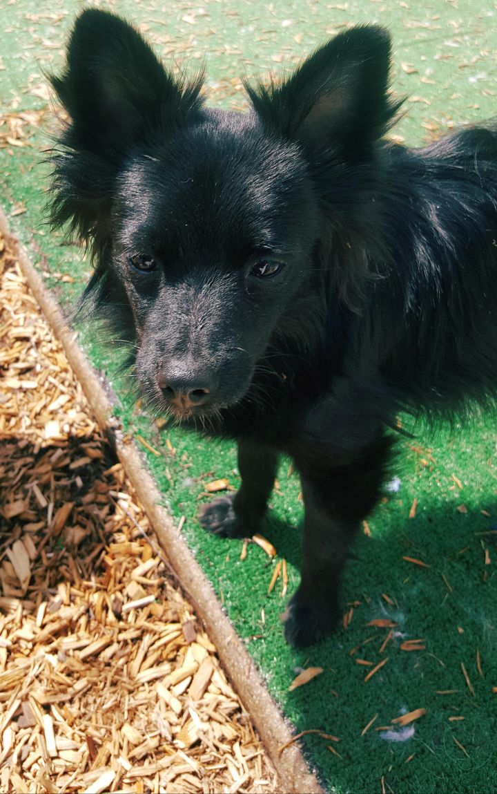 Pomeranian chihuahua hot sale mix black