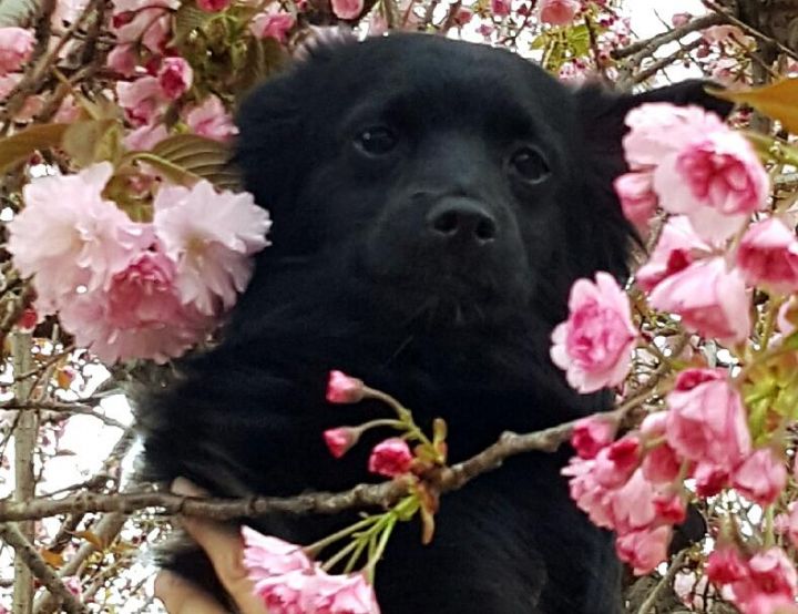 Simone, an adoptable Pomeranian & Chihuahua Mix in Elizabethtown, PA_image-3