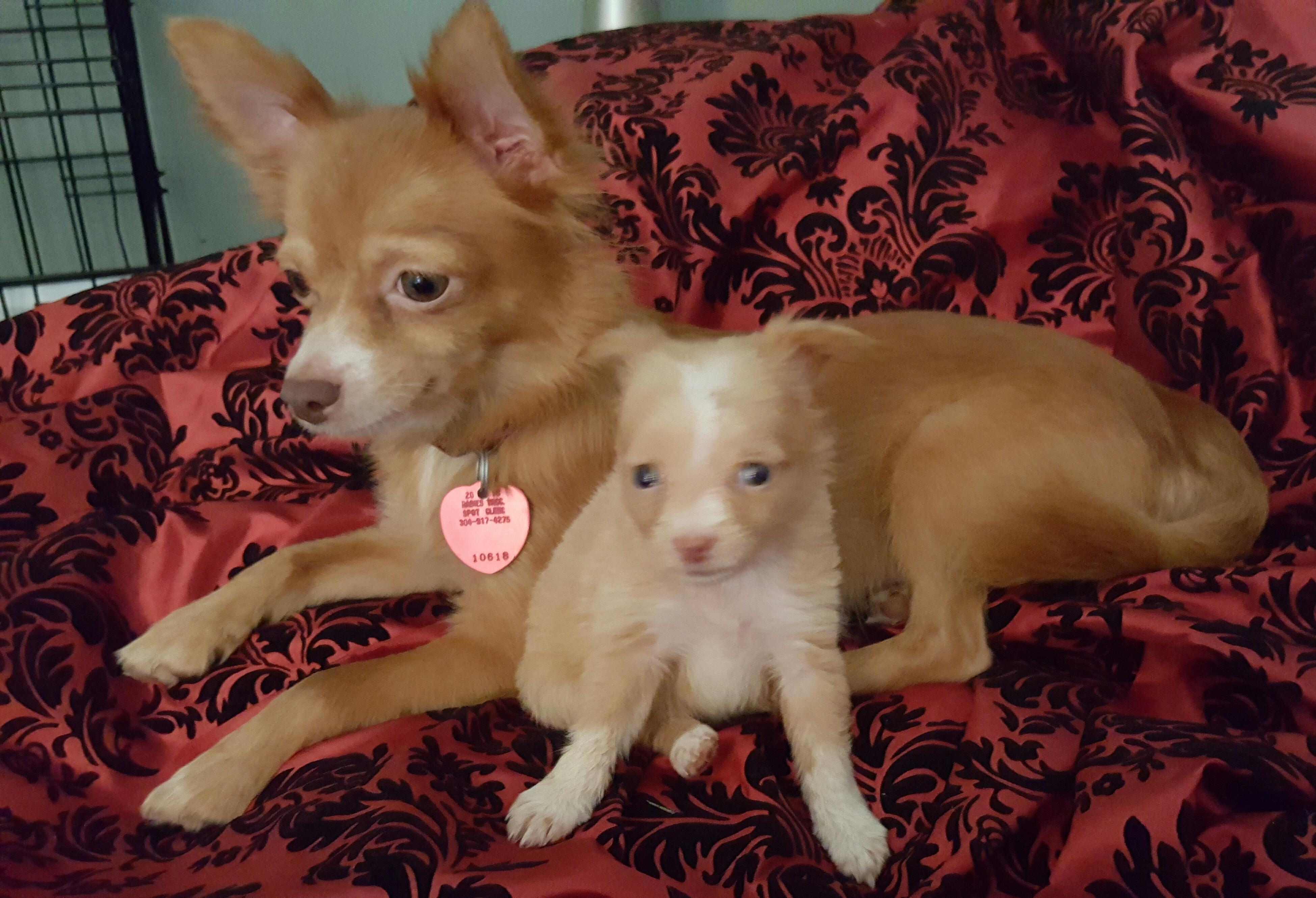 Sandy the Long Haired Chihuahua