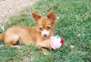 Sandy the Long Haired Chihuahua