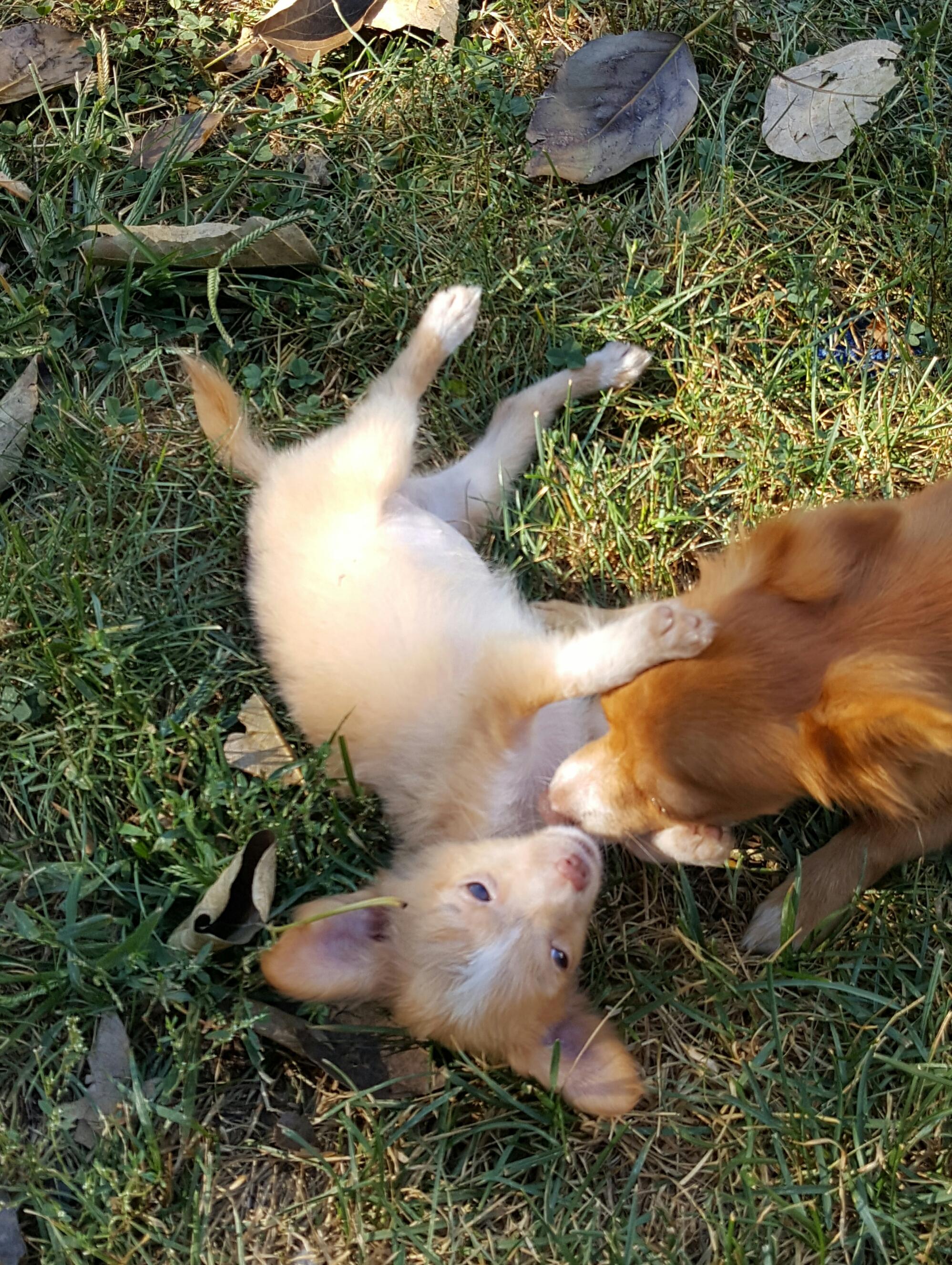 Sandy the Long Haired Chihuahua