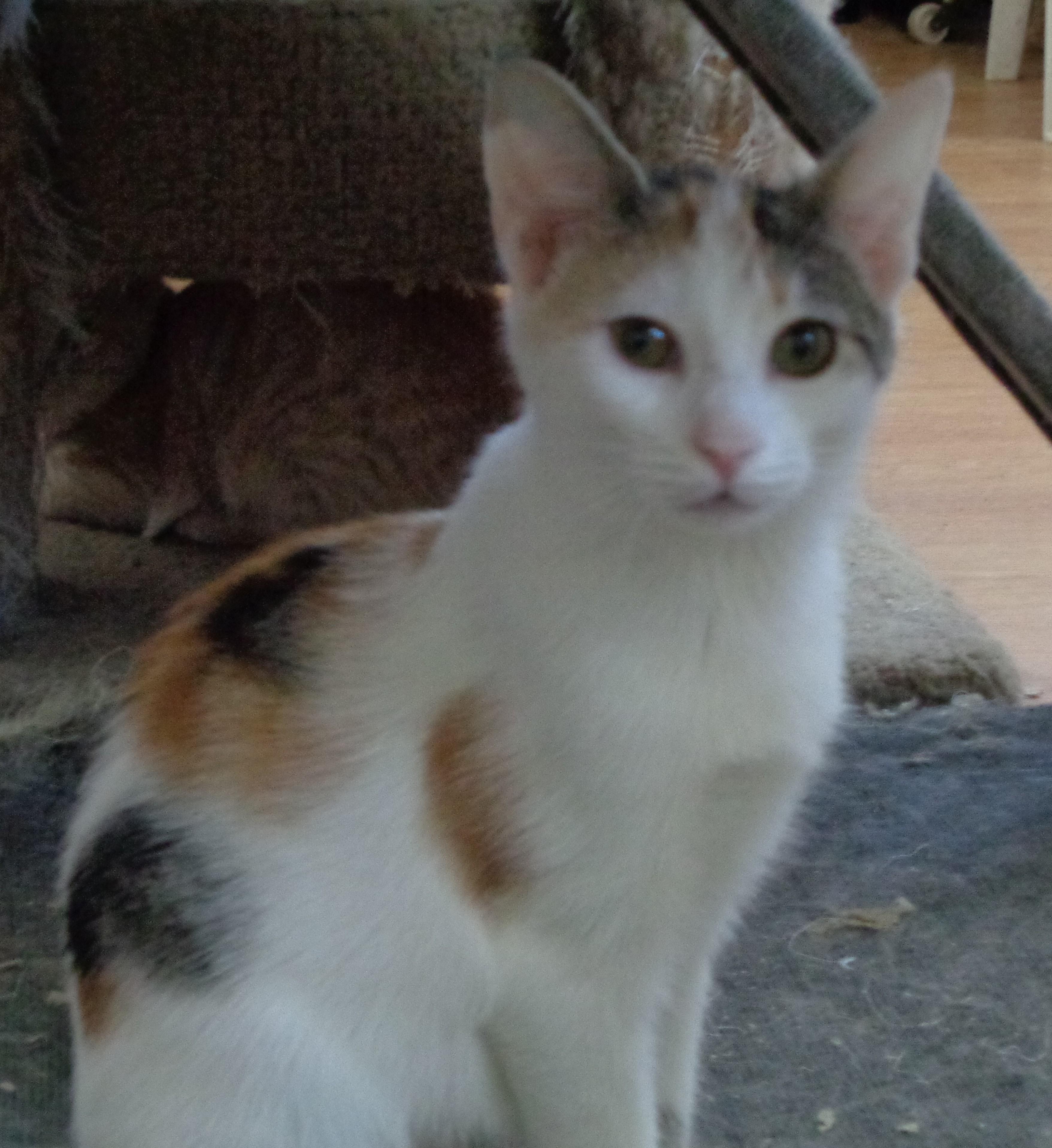 Mallory, an adoptable Calico in Watsontown, PA, 17777 | Photo Image 1