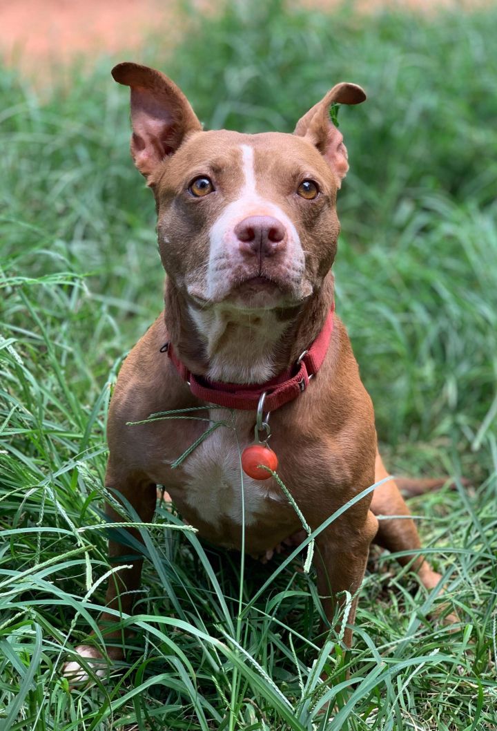 Dog For Adoption Bebe A Pit Bull Terrier Labrador Retriever Mix In Stockbridge Ga Petfinder