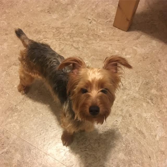 Monty--I'm a Sweet Adoption Center Dog! 2