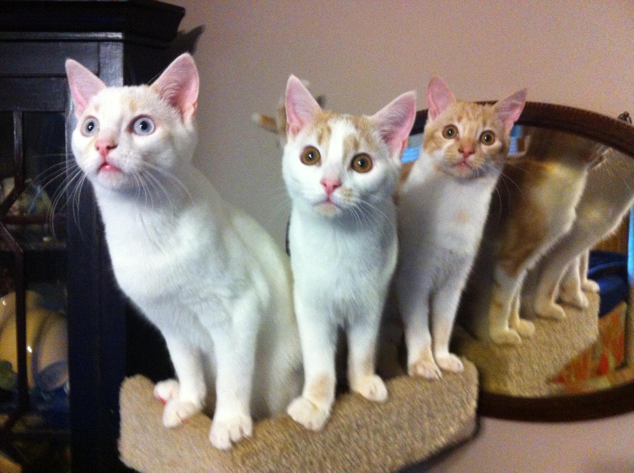 Apollo, an adoptable Domestic Short Hair in Watkinsville, GA, 30677 | Photo Image 3
