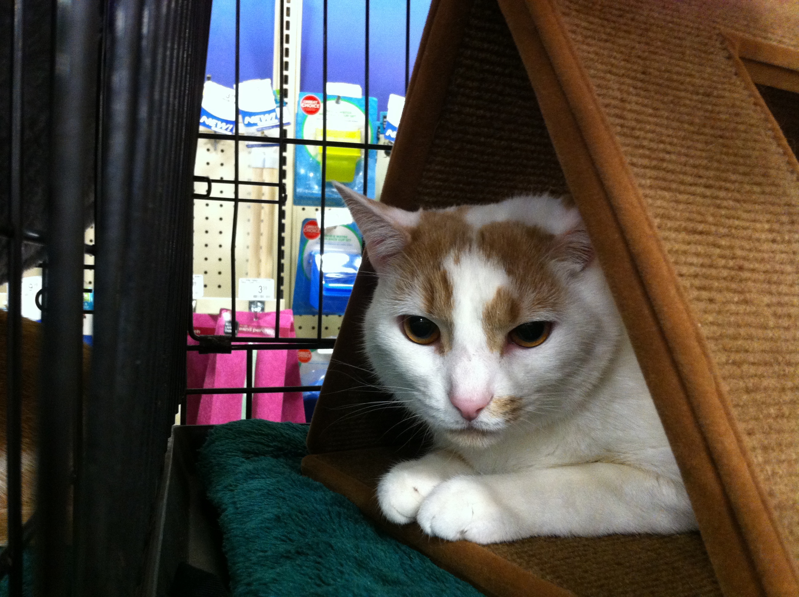 Zeus, an adoptable Domestic Short Hair in Watkinsville, GA, 30677 | Photo Image 4