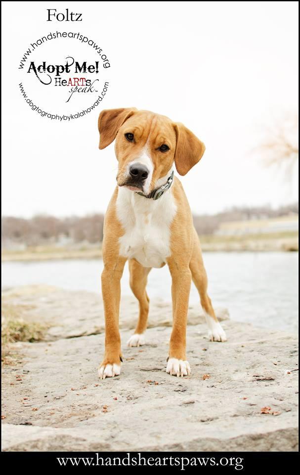 Foltz, an adopted Hound Mix in Omaha, NE_image-1