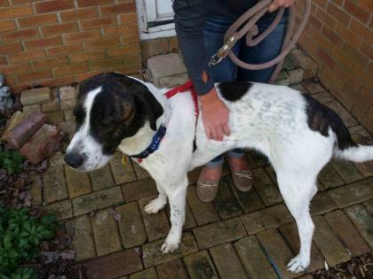Dog For Adoption Lilly A German Shorthaired Pointer Saint