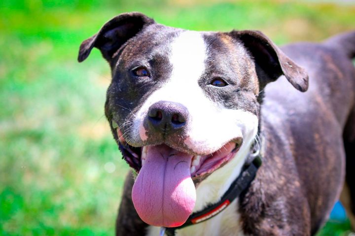 Keeper, an adoptable Terrier Mix in Lake Odessa, MI