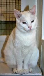 Luke, an adopted Domestic Short Hair in Carsonville, MI_image-1