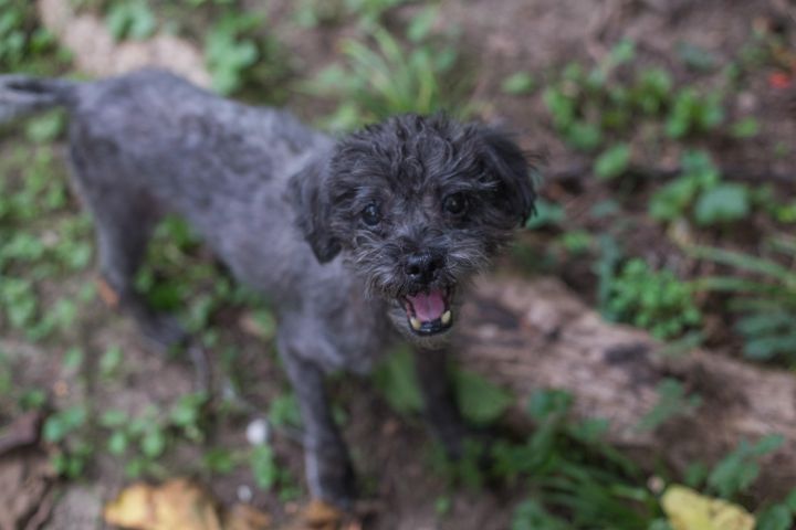 Mr. Magoo, an adopted Poodle in Manhattan, KS_image-2