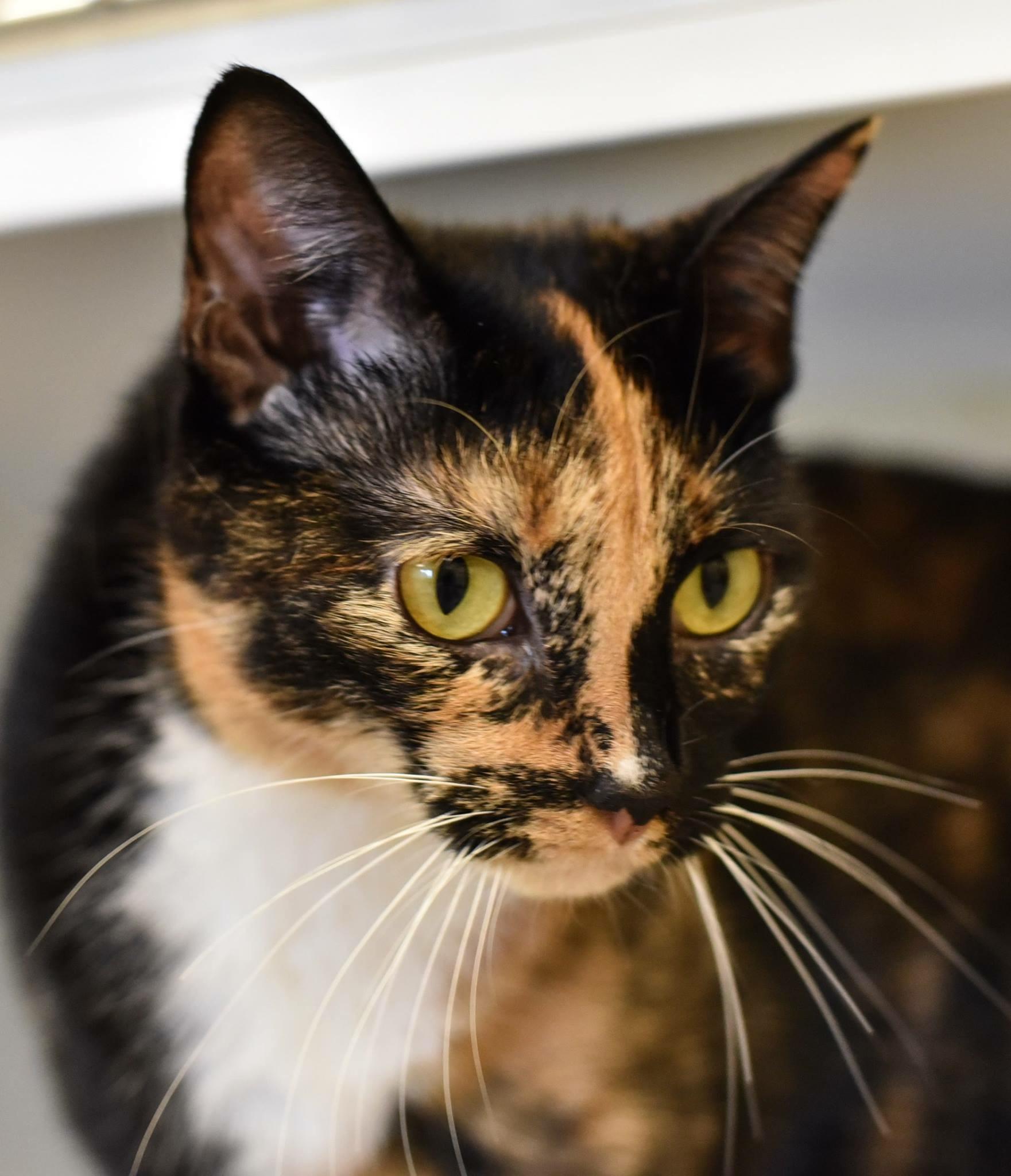 Cali, an adoptable Calico in Baltimore, MD, 21230 | Photo Image 2