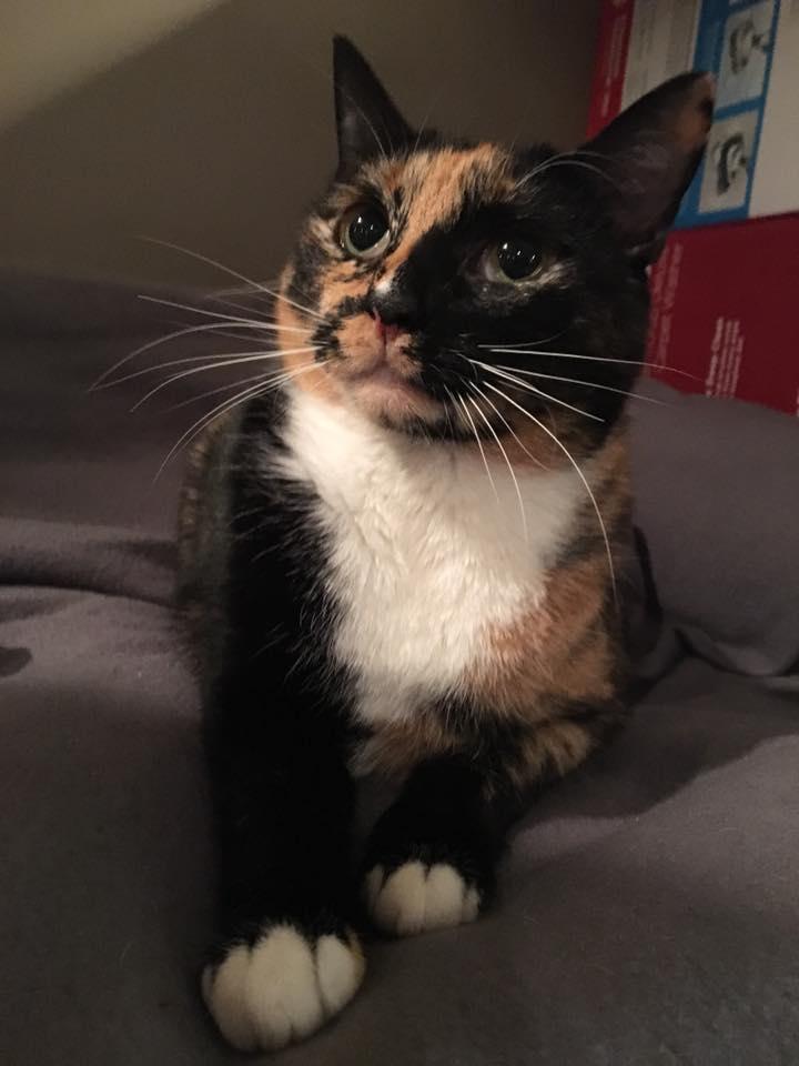 Cali, an adoptable Calico in Baltimore, MD, 21230 | Photo Image 1