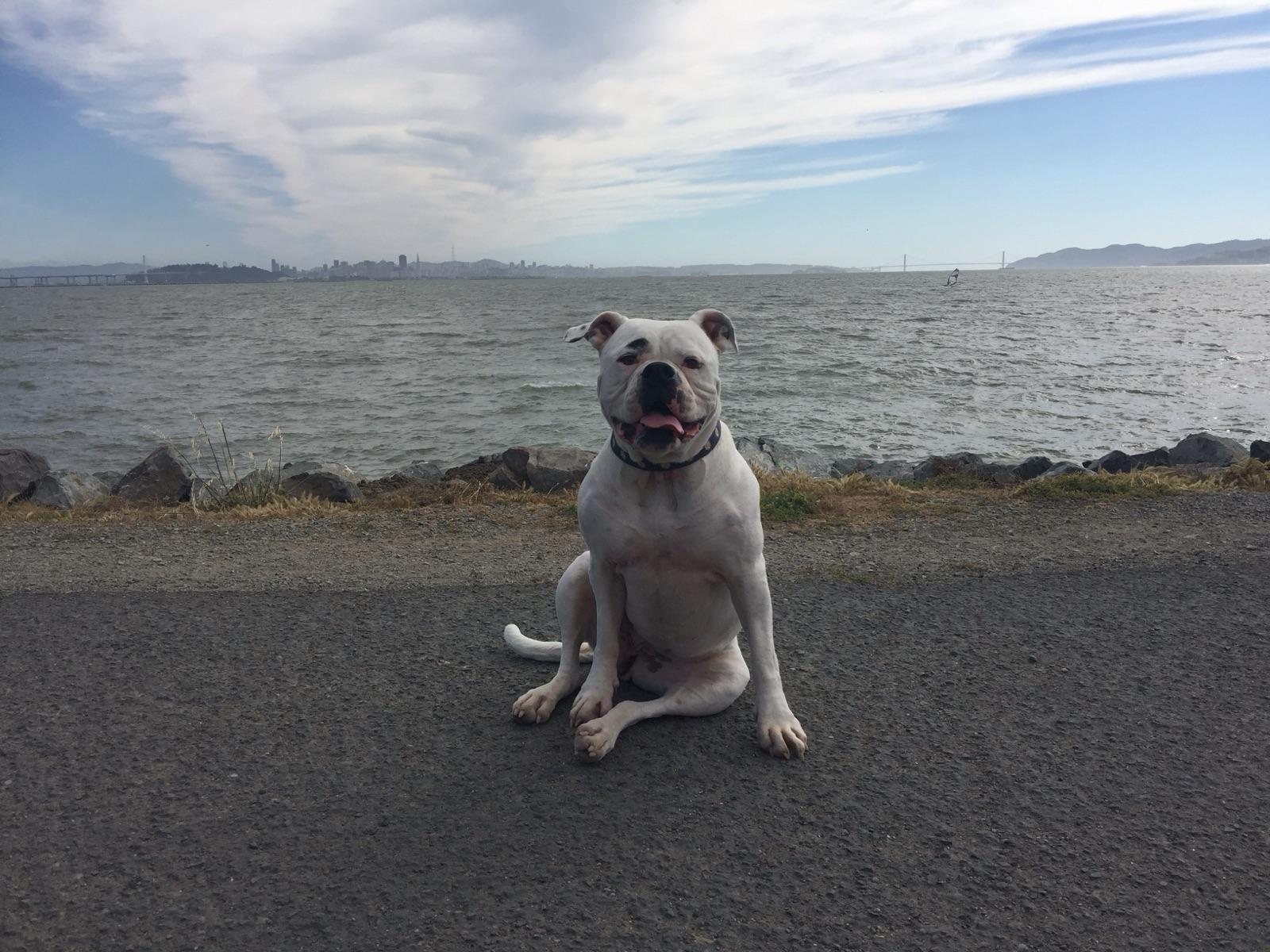**MAIZEY**, an adoptable American Bulldog in Stockton, CA, 95209 | Photo Image 1
