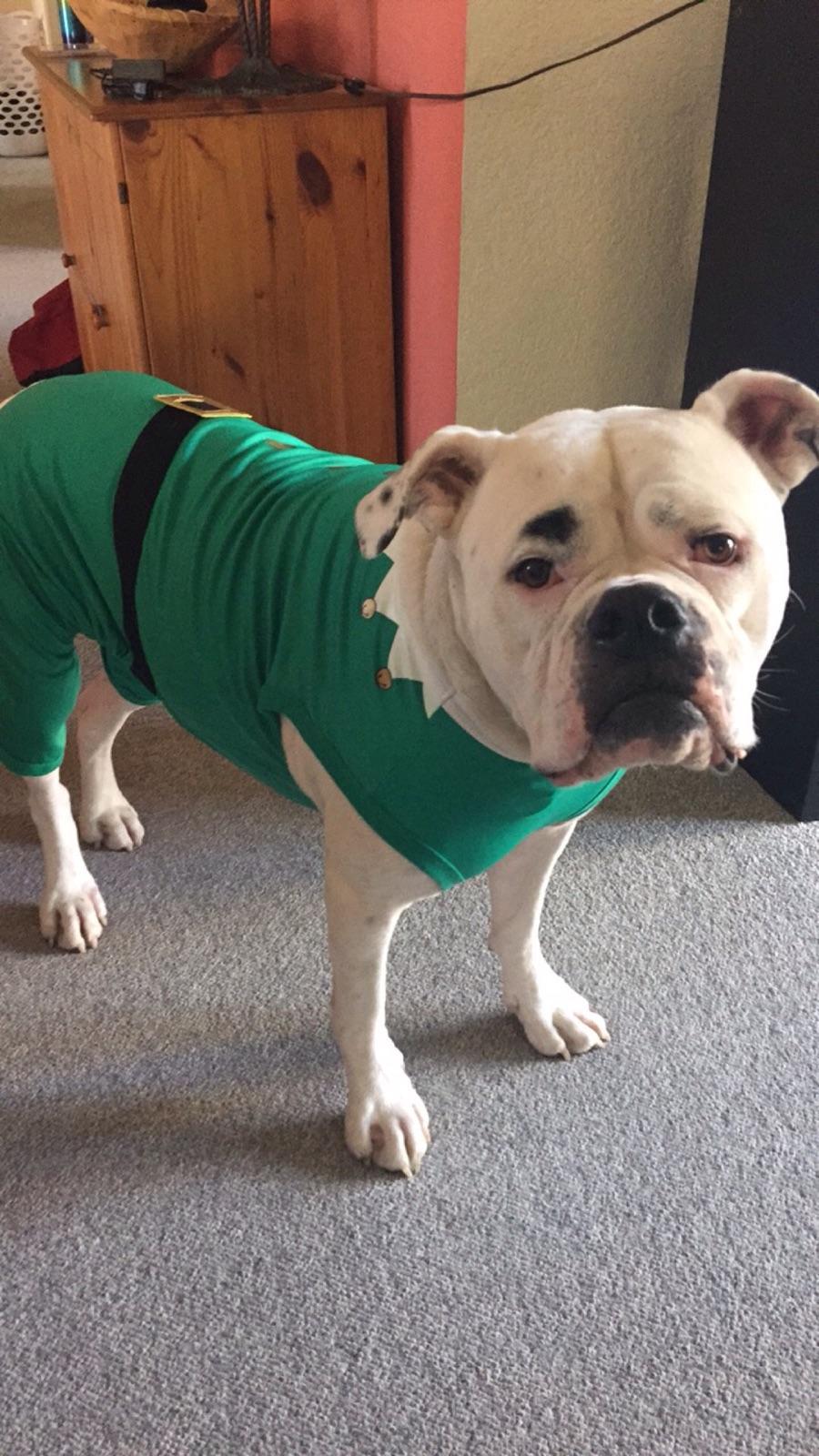 **MAIZEY**, an adoptable American Bulldog in Stockton, CA, 95209 | Photo Image 2