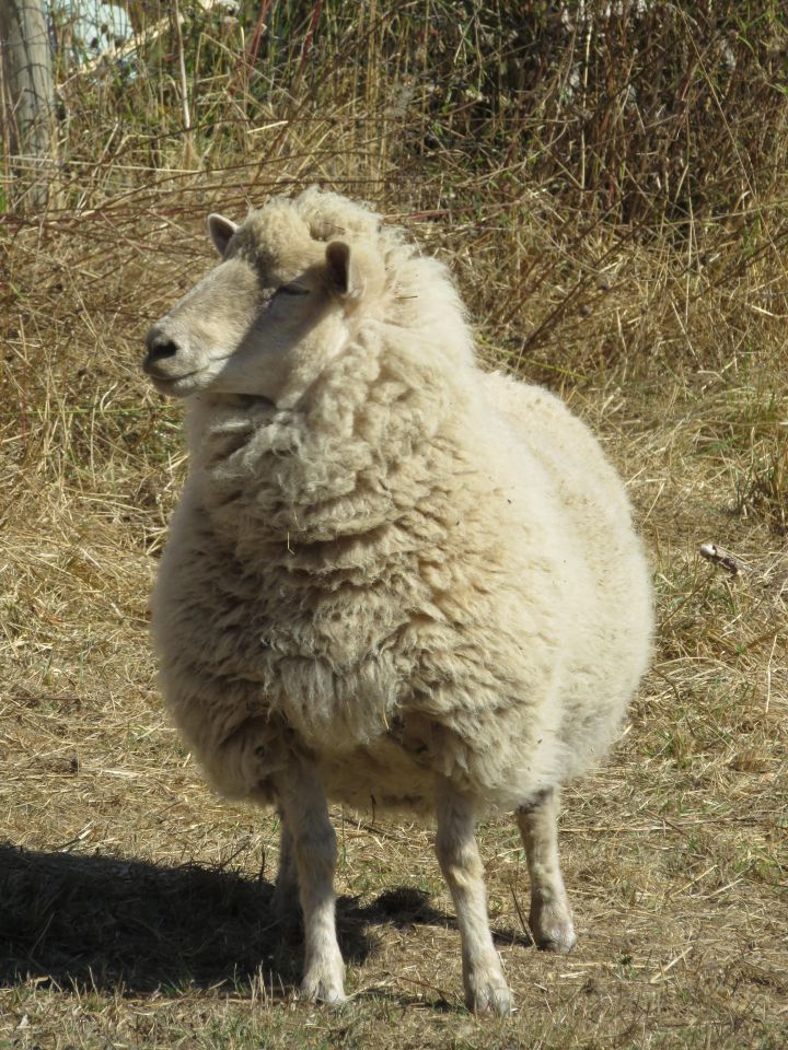Marshmallow, an adoptable Sheep in Quilcene, WA_image-1