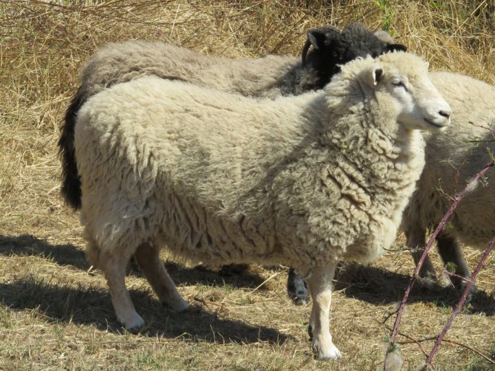 Vana, an adoptable Sheep in Quilcene, WA_image-2