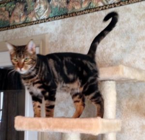 Mason, Adult Male unknown